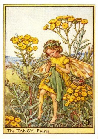 The TANSY Fairyjpg.插画师：Cicely Mary Barke