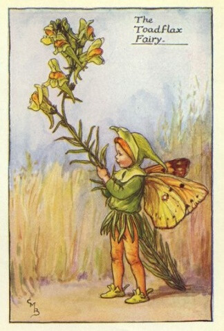 The Toadflax Fairy.插画师：Cicely Mary Barke