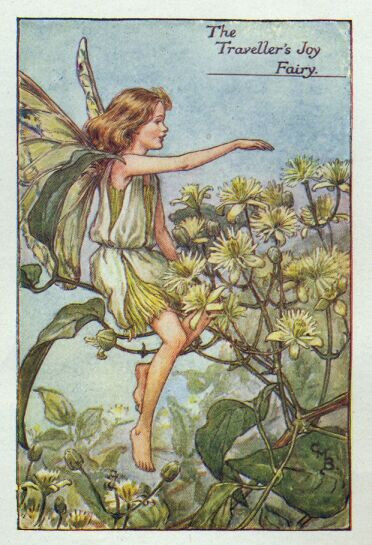 The Traveller's Joy Fairy.插画师：Cicely Mary Barke