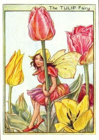 The TULIP Fairy.插画师：Cicely Mary Barke