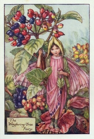 The Wayfring-TREE Fairyjpg.插画师：Cicely Mary Barke