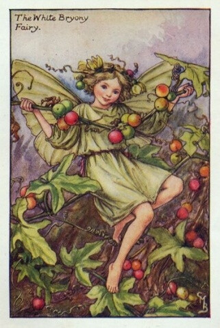 The White Bryony Fairy.插画师：Cicely Mary Barke