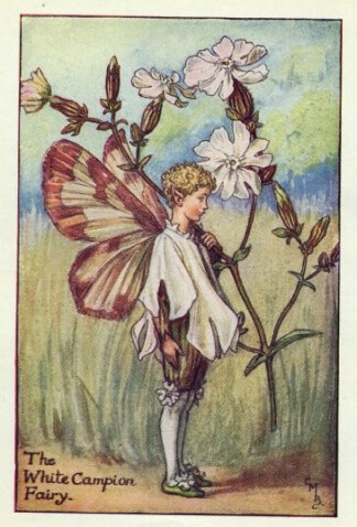 The White Campion Fairy.插画师：Cicely Mary Barke