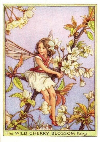 The WILD CHERRY BLOSSOM Fairy.插画师：Cicely Mary Barke