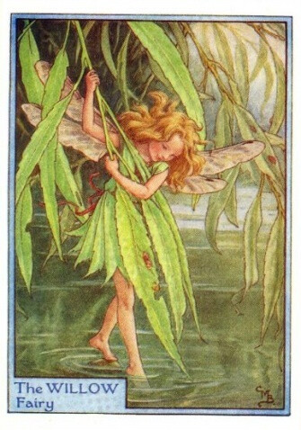 The WILLOW Fairy.插画师：Cicely Mary Barke