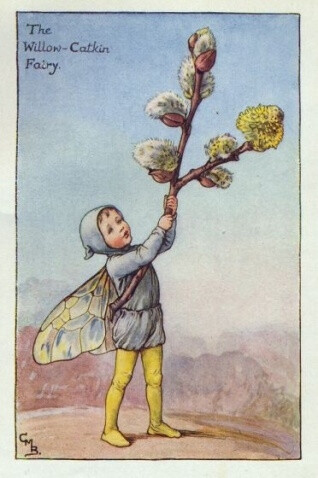 The Willow-Catkin Fairy.插画师：Cicely Mary Barke