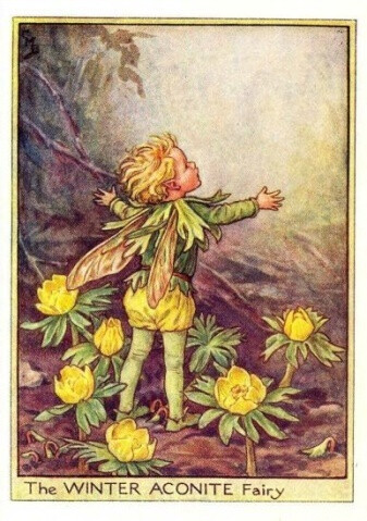The WINTER ACONITE Fairy.插画师：Cicely Mary Barke