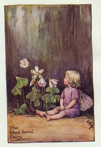 The Wood Sorrel Fairy.插画师：Cicely Mary Barke