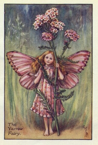 The Yarrow Fairy.插画师：Cicely Mary Barke