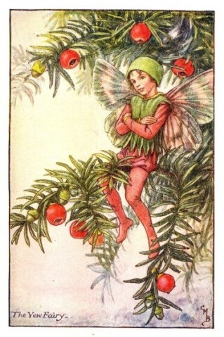 The Yew Fairy.插画师：Cicely Mary Barke