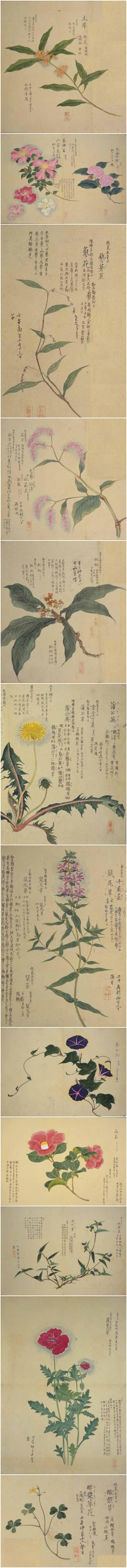 桂花、茶梅、蓼花、毛蓼、枇杷、蒲公英、千屈菜、牵牛花、山茶、鸭拓草、虞美人、酢浆草。