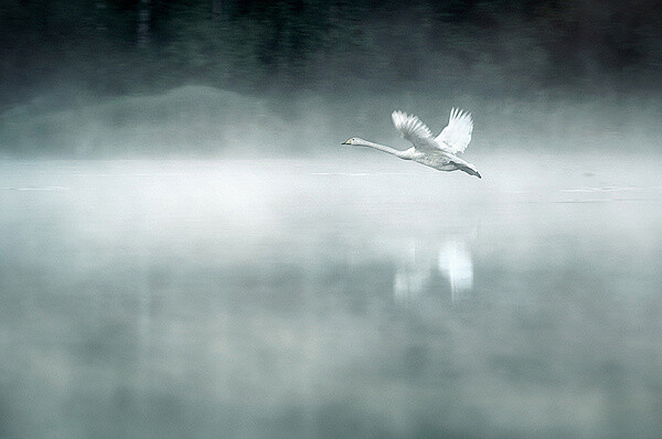 芬兰插画设计师和摄影师Mikko Lagerstedt