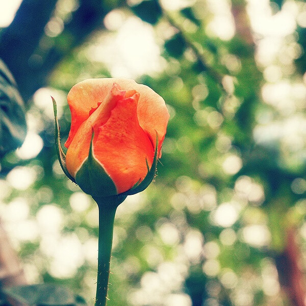 花鸟风月，啸风弄月