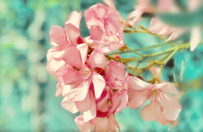 花鸟风月，啸风弄月