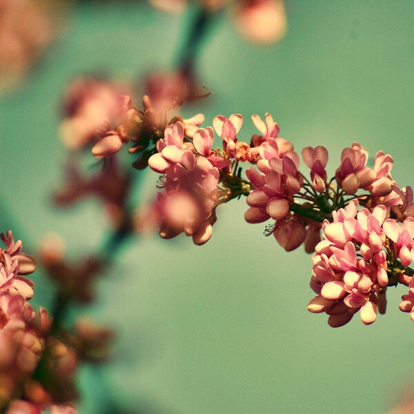 花鸟风月，啸风弄月