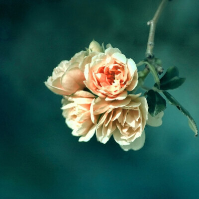 花鸟风月，啸风弄月