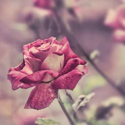 花鸟风月，啸风弄月