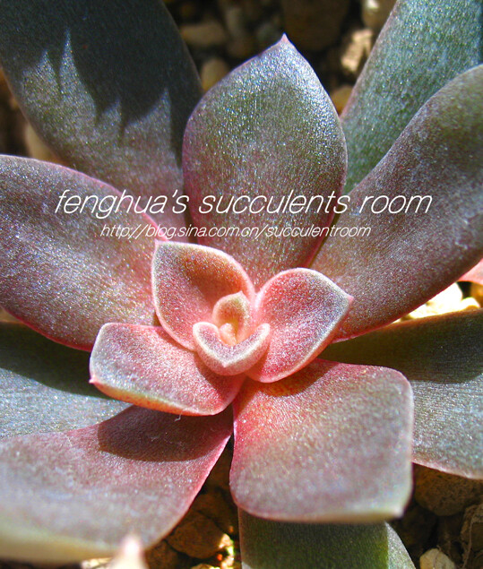 这个如此妖艳的家伙~~銀明色Echeveria carnicolor