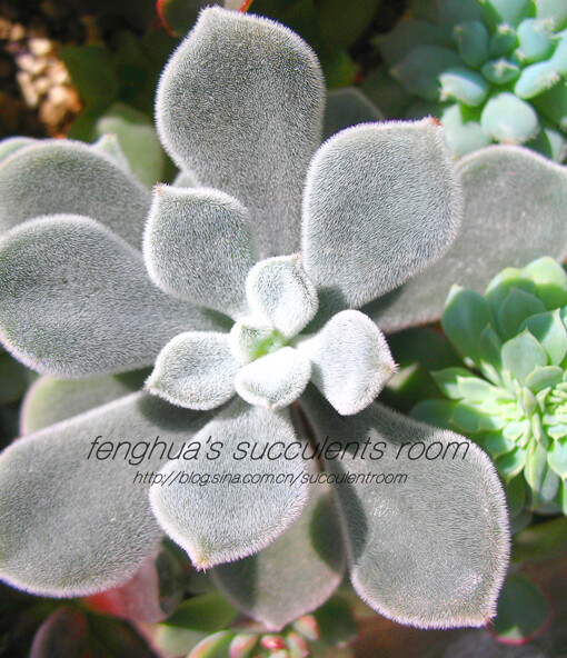 雪錦星Echeveria?pulvinata?'Frosty'