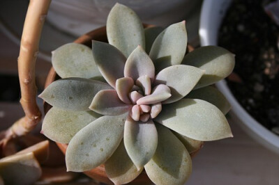 銀明色Echeveria carnicolor