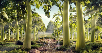 Celery Forest - By Carl Warner