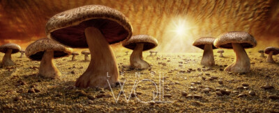 Mushroom Savanna - By Carl Warner