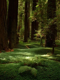 Avenue of the Giants, Humboldt County, California