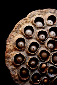 lotus seed pod