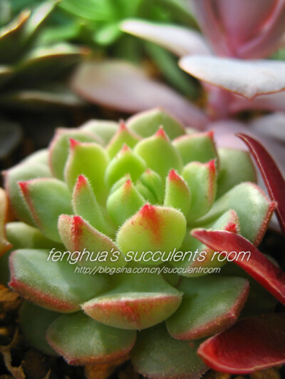 Echeveria. derosa 锦牡丹（锦司晃×静夜）