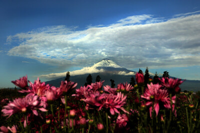 Photograph Pink flowers and volcano by Cristobal Garciaferro Rubio on 500px