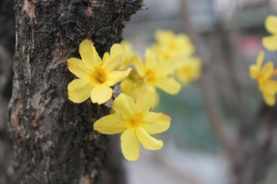 花花