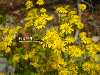 我唯一能说的是，那年盛夏他还在为别的女生烦恼，同时烦恼的还有前程。