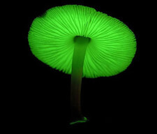 日本森林中的绿色荧光蘑菇 在日本的雨季，每到梅雨季节，就会有大量蘑菇从倾倒的树干上或者湿地上冒出来。但是与一般蘑菇不同的是，这些蘑菇会发出令人胆寒的绿色光芒。这种绿光是由一种酶发生化学反应产生的。