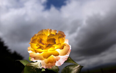 德国巴特诺海姆，一朵绽放的玫瑰被逆光照射，光线透过花瓣。这张照片被评为《时代》周刊2011年度最惊叹的照片之一。