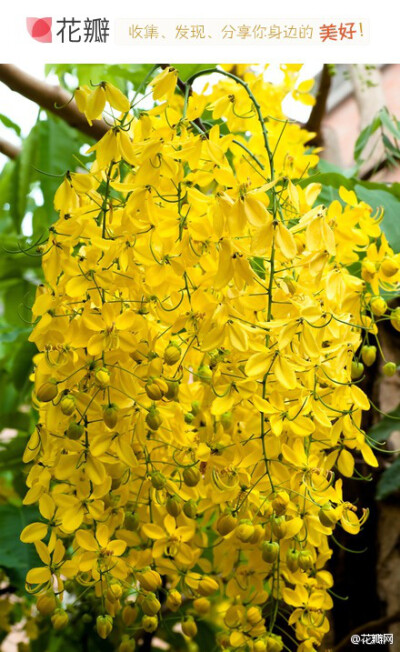 阿勃勒，豆科，是泰国的国花。树身可长至10至20米高，花丝黄色弯成勾状。开花时满树金黄色花，花序黄灿灿成串的花朵，就像一个一个金黄色小风铃随风摇曳、花瓣随风而如雨落，就如下了一场“黄金雨”般。阿勃勒花语：…