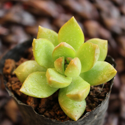 多肉植物——黄丽