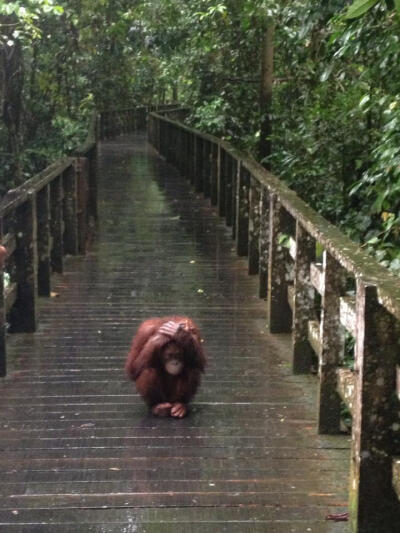 Apparently Orangutans don't enjoy the rain.