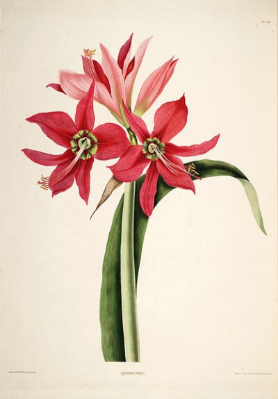 Illustration of Amaryllis Aulica.