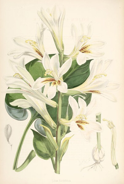 Illustration of Lilium Cordifolium (The Heart-Leaved) Lily by W.H. Fitch.