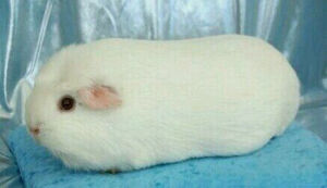 大白兔奶糖~好萌！