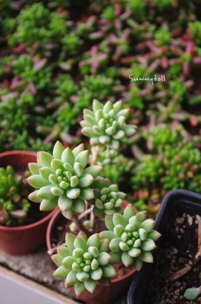 【多肉植物——柳叶年华】 这个暂时未找到资料，只知道名字~ 但是很漂亮对吧！好喜欢！ ——图by：Sunnydoll