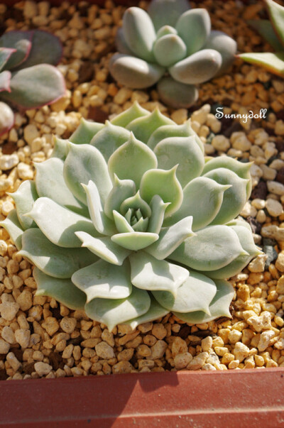 【多肉植物——丽娜莲】 Echeveria lilacina 景天科拟石莲花属。 非常漂亮的一个品种~叶片发白色，带薄霜。 十分好养护，家里这个秋天给水后，叶片舒展开了。 太美了！ ——图by：Sunnydoll