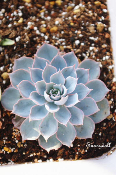 【多肉植物——皮氏蓝石莲】 Echeveria peacockii 叶片呈蓝色，有粉红色的边边。 春秋为生长季，土干透后浇透即可。 喜日照，多通风。 夏季休眠注意控水通风。 ——图by：Sunnydoll