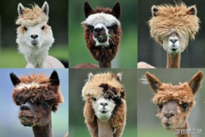 奥地利的某羊驼农场每年恒定举办「羊驼发型大赛」，今年最帅发型如下。PS：各种拉轰啊！