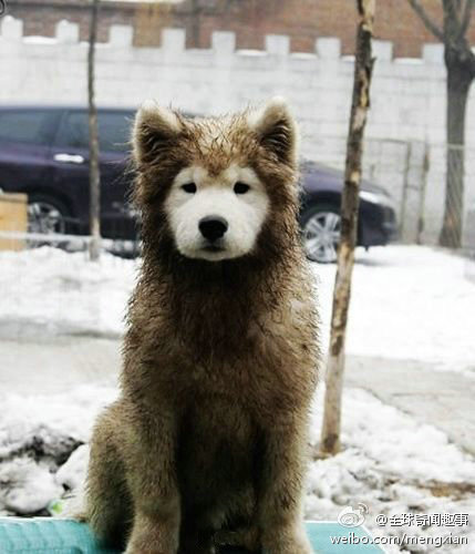 麻麻，我是你的小萨啊，你不认识我了么！我只是在雪地上滚了几下啊！