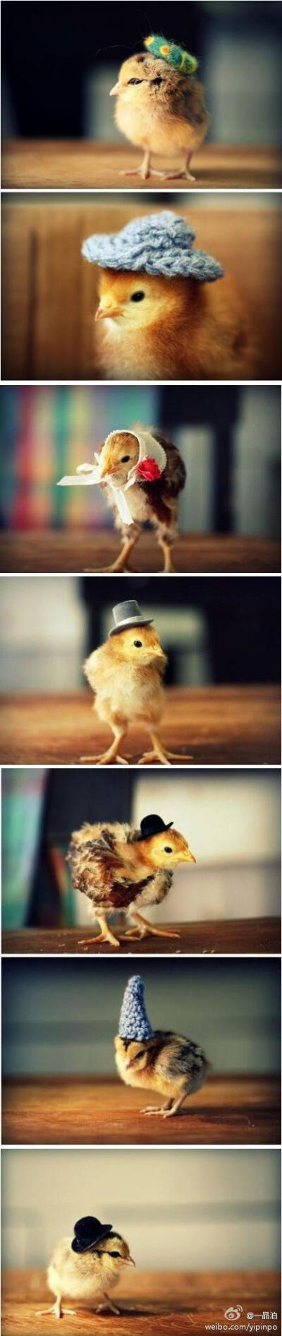 Cr. 天气冷了，chick也来戴帽子来欣赏下美国摄影师Julie Persons的一组摄影作品&lt;Chicks in Hats&gt;，小鸡头戴不同款式和类型的帽子，看起来既可爱又搞笑。