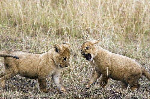 Two Lion Cubs From The Marsh Pride Play Fighting Masai Mara...