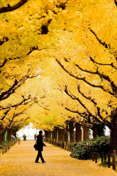 yellow leaves