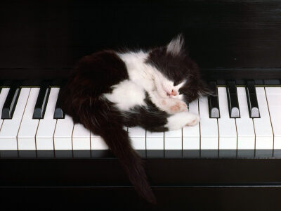 music piano cats animals keyboards sleeping feline kittens / 1600x1200 Wallpaper