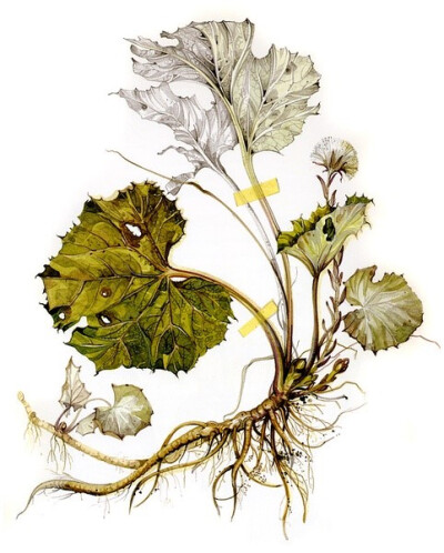 Herbier de france植物绘